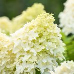 Hortenzia metlinatá (Hydrangea paniculata) ´SKYFALL´ - výška 80-100 cm, kont. C5L - NA KMIENKU